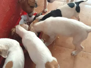 Cachorro raça SRD-ViraLata idade 2 a 6 meses nome Sem nome