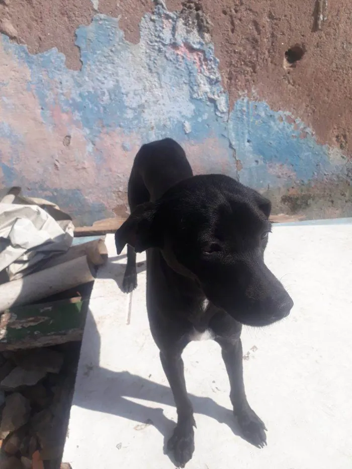 Cachorro ra a Shitzu idade 2 a 6 meses nome Falar com Tânia - Whats 11 94914-6417