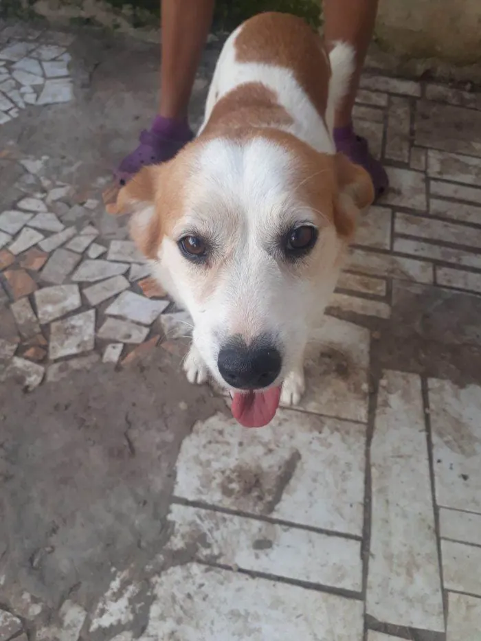 Cachorro ra a Shitzu idade 2 a 6 meses nome Falar com Tânia - Whats 11 94914-6417
