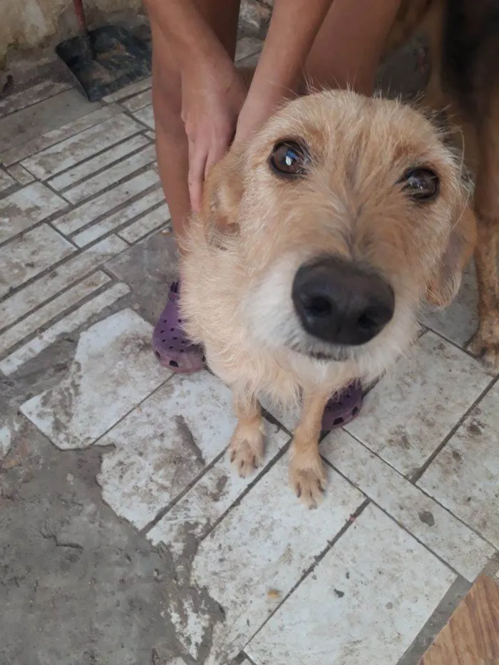 Cachorro ra a Shitzu idade 2 a 6 meses nome Falar com Tânia - Whats 11 94914-6417