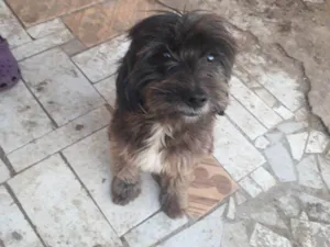 Cachorro raça Shitzu idade 2 a 6 meses nome Falar com Tânia - Whats 11 94914-6417