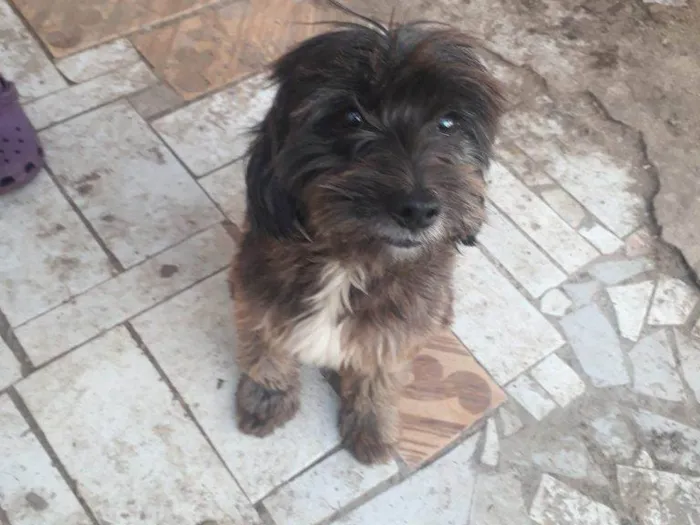 Cachorro ra a Shitzu idade 2 a 6 meses nome Falar com Tânia - Whats 11 94914-6417