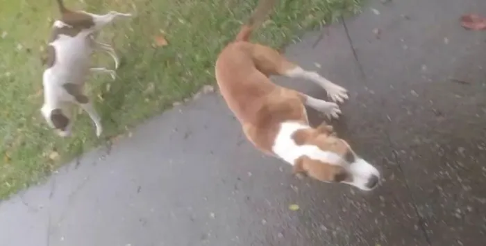Cachorro ra a Pit-Bull idade 2 a 6 meses nome Falar com Douglas - Whats 12 98815-0170