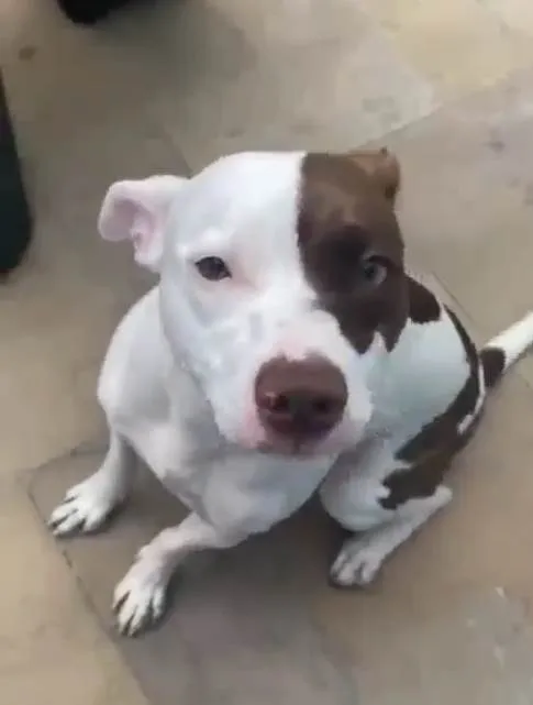 Cachorro ra a Pit-Bull idade 2 a 6 meses nome Falar com Douglas - Whats 12 98815-0170