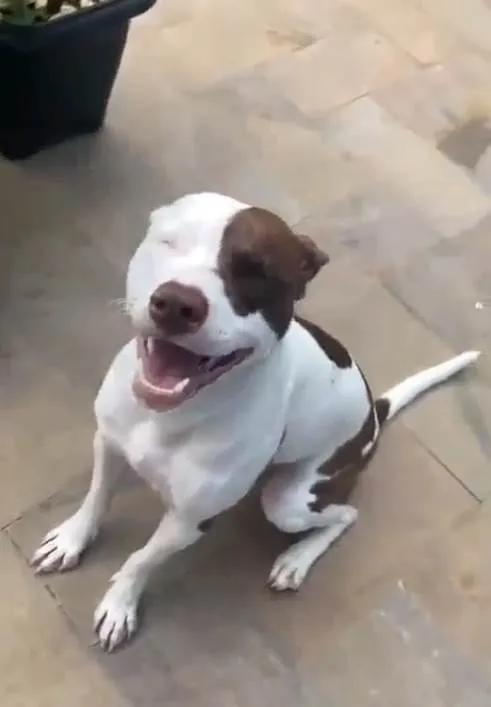 Cachorro ra a Pit-Bull idade 2 a 6 meses nome Falar com Douglas - Whats 12 98815-0170