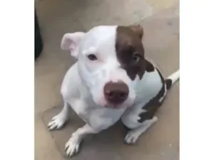 Cachorro raça Pit-Bull idade 2 a 6 meses nome Falar com Douglas - Whats 12 98815-0170