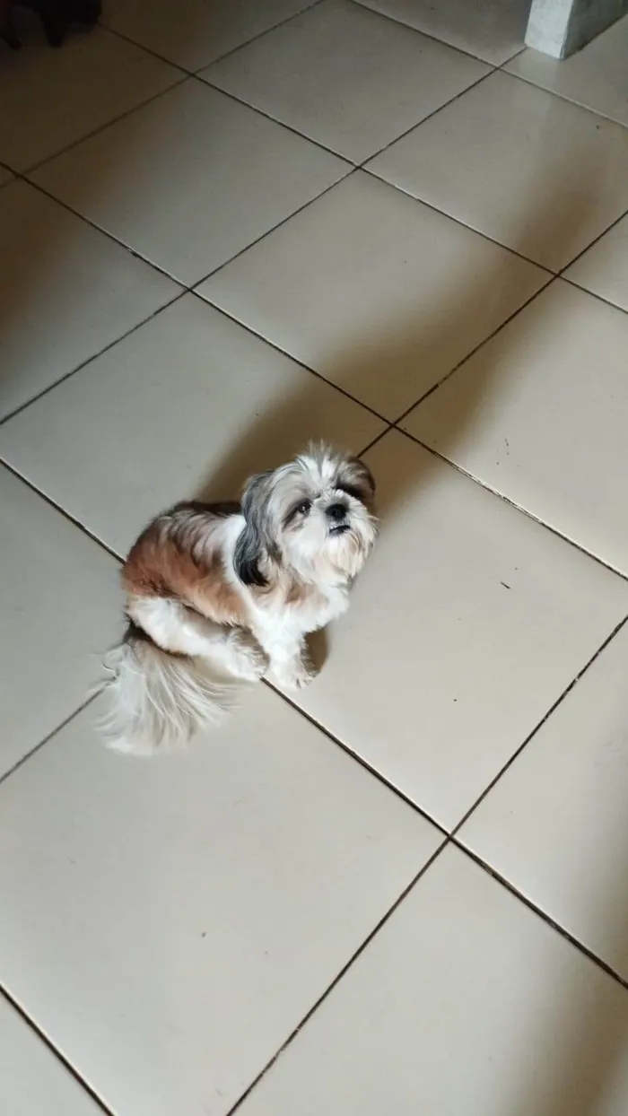 Cachorro ra a Shitzu idade 5 anos nome Lara