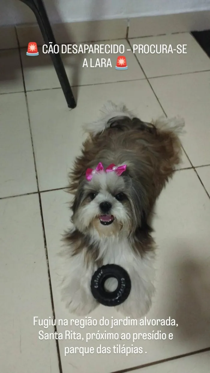 Cachorro ra a Shitzu idade 5 anos nome Lara