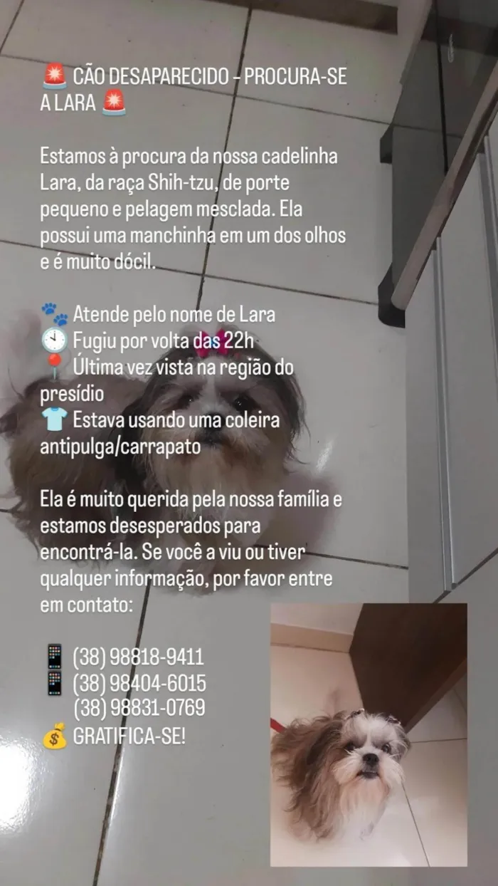 Cachorro ra a Shitzu idade 5 anos nome Lara