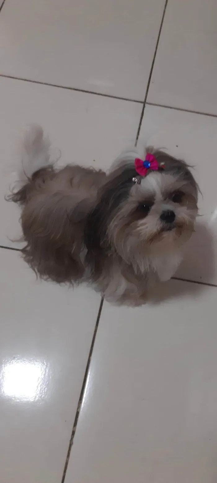 Cachorro ra a Shitzu idade 5 anos nome Lara