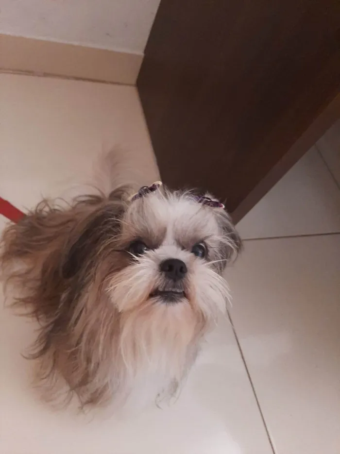 Cachorro ra a Shitzu idade 5 anos nome Lara