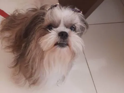 Cachorro raça Shitzu idade 5 anos nome Lara