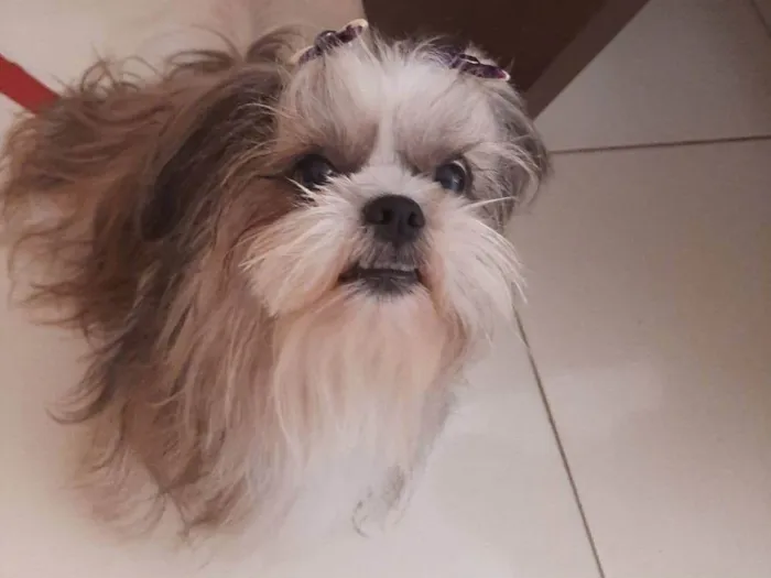 Cachorro ra a Shitzu idade 5 anos nome Lara