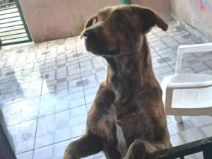 Cachorro raça SRD-ViraLata idade 2 a 6 meses nome Naja 