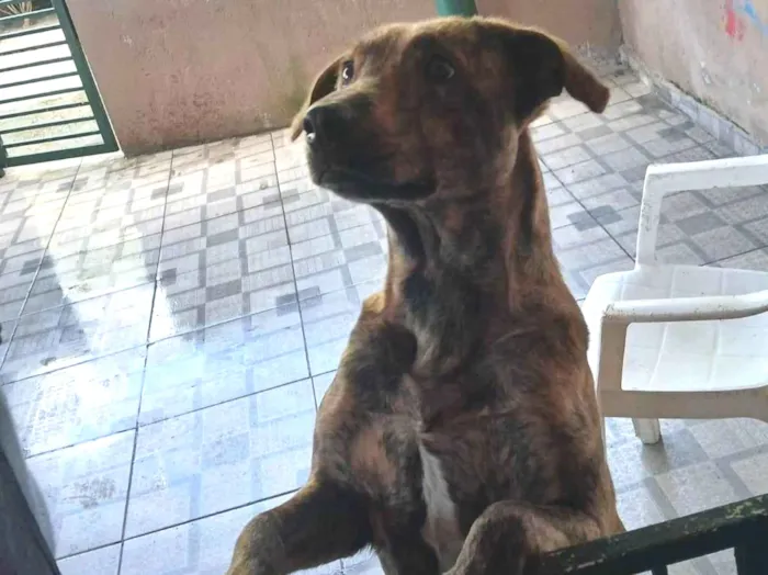 Cachorro ra a SRD-ViraLata idade 2 a 6 meses nome Naja 