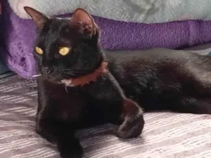 Gato raça SRD-ViraLata idade 1 ano nome Pixie