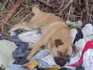 Cachorro raça SRD-ViraLata idade 5 anos nome Sem nome