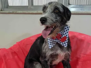 Cachorro raça SRD-ViraLata idade 1 ano nome Juca