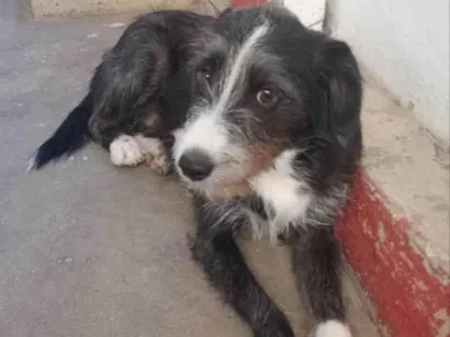 Cachorro raça SRD-ViraLata idade 7 a 11 meses nome Zeca