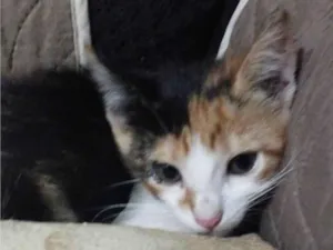 Gato raça SRD-ViraLata idade Abaixo de 2 meses nome Não tem nome ainda