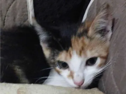 Gato raça SRD-ViraLata idade Abaixo de 2 meses nome Não tem nome ainda