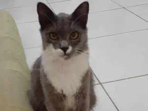 Gato raça Angorá idade 6 ou mais anos nome Grafite