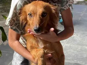 Cachorro raça SRD-ViraLata idade 1 ano nome Mabel 