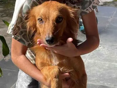 Cachorro raça SRD-ViraLata idade 1 ano nome Mabel 