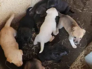 Cachorro raça SRD-ViraLata idade Abaixo de 2 meses nome Falar com Fernanda - Whats 11 98271-0615