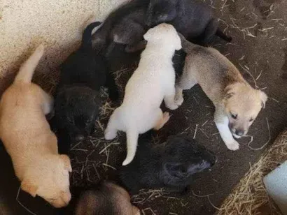 Cachorro raça SRD-ViraLata idade Abaixo de 2 meses nome Falar com Fernanda - Whats 11 98271-0615