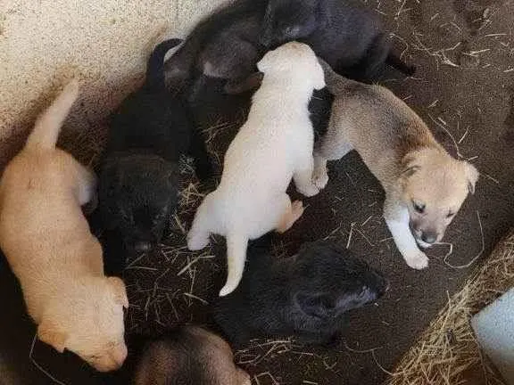 Cachorro ra a SRD-ViraLata idade Abaixo de 2 meses nome Falar com Fernanda - Whats 11 98271-0615