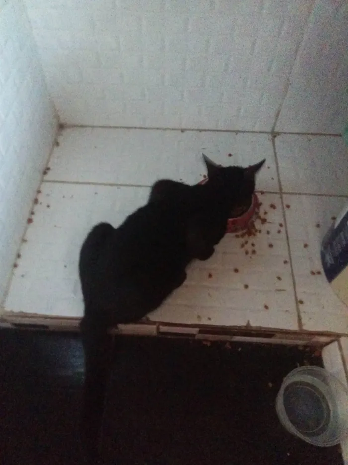 Gato ra a SRD-ViraLata idade 7 a 11 meses nome Preto 