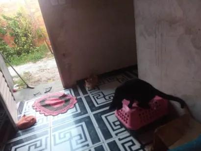 Gato raça SRD-ViraLata idade 7 a 11 meses nome Sem nome 