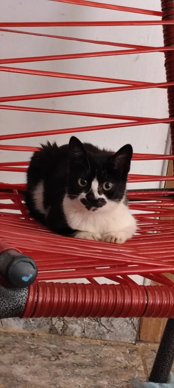 Gato ra a SRD-ViraLata idade 2 a 6 meses nome Zoe