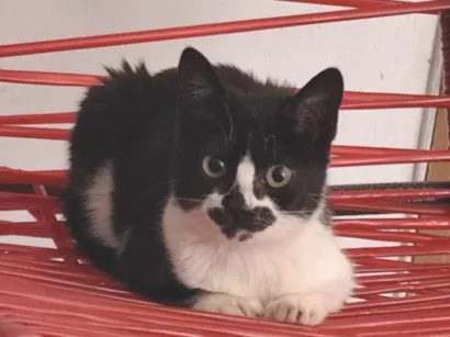 Gato raça SRD-ViraLata idade 2 a 6 meses nome Zoe