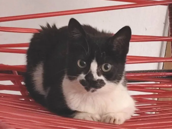Gato ra a SRD-ViraLata idade 2 a 6 meses nome Zoe