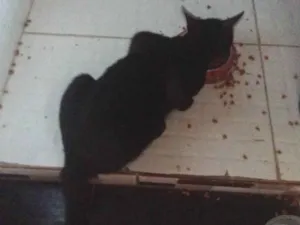 Gato raça SRD-ViraLata idade 7 a 11 meses nome Preto 