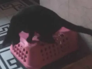 Gato raça SRD-ViraLata idade 7 a 11 meses nome Sem nome 