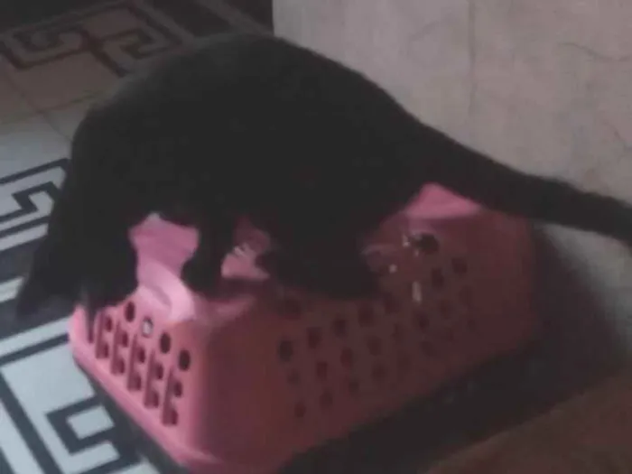 Gato ra a SRD-ViraLata idade 7 a 11 meses nome Sem nome 