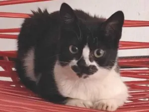 Gato raça SRD-ViraLata idade 2 a 6 meses nome Zoe