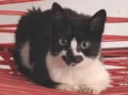 Zoe