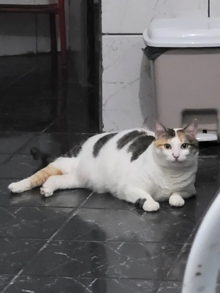 Gato ra a SRD-ViraLata idade 5 anos nome Catarina