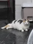 Catarina