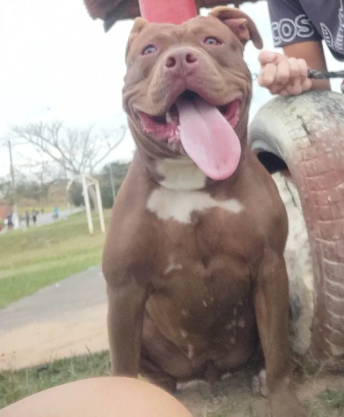 Cachorro ra a Pit-Bull idade 7 a 11 meses nome Bella 