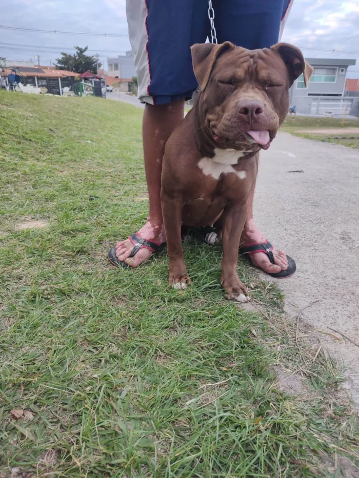 Cachorro ra a Pit-Bull idade 7 a 11 meses nome Bella 