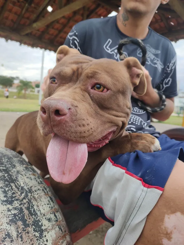 Cachorro ra a Pit-Bull idade 7 a 11 meses nome Bella 