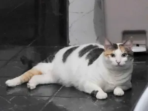 Gato raça SRD-ViraLata idade 5 anos nome Catarina