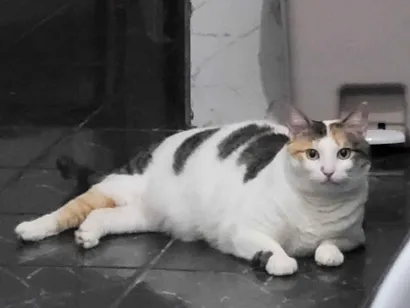 Gato raça SRD-ViraLata idade 5 anos nome Catarina