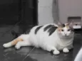Catarina