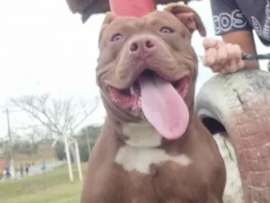 Cachorro raça Pit-Bull idade 7 a 11 meses nome Bella 